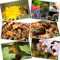 Educational Beekeeping Cards